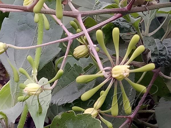 Ceylon Clematis