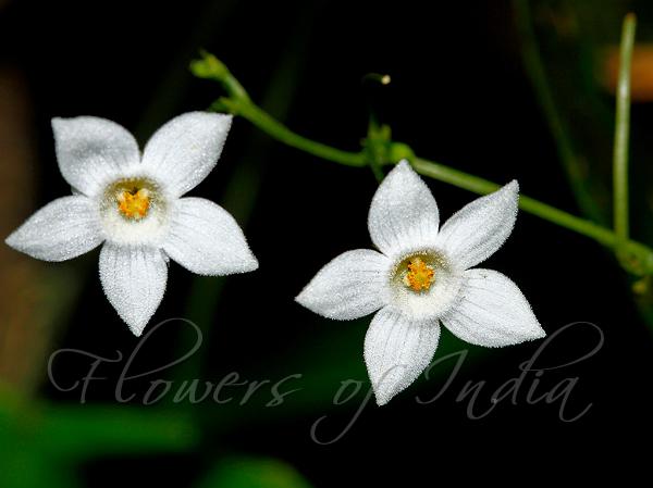 Ceylon Cucamelon
