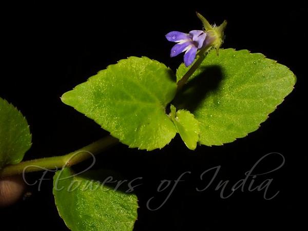 Ceylon Lobelia