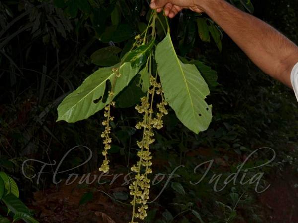 Ceylon Paracroton