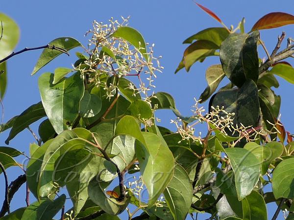 Ceylon Purplenut