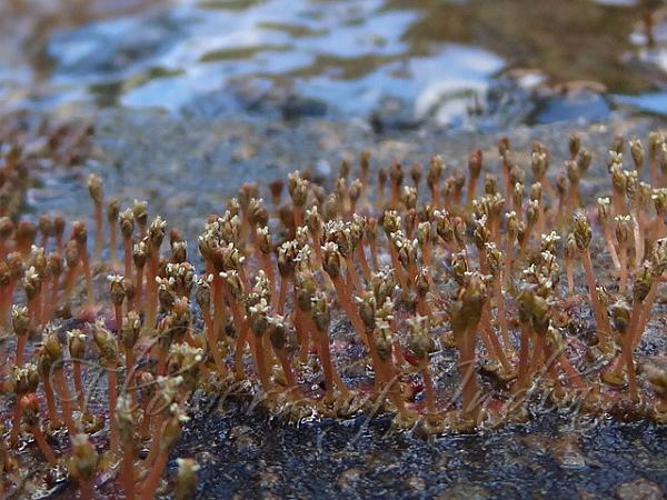 Ceylon Riverweed