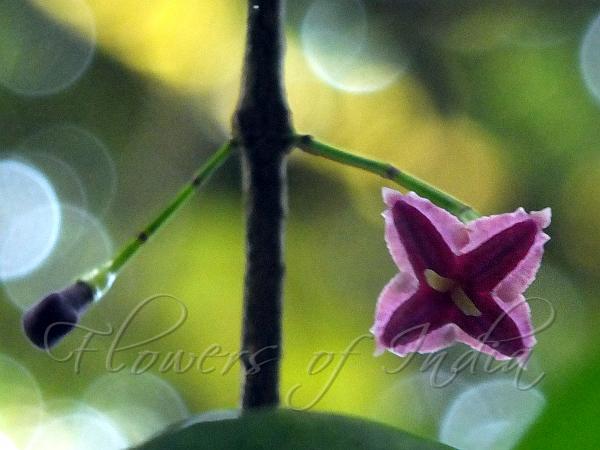 Ceylon Saprosma