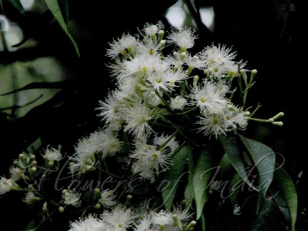 Ceylon Waterberry