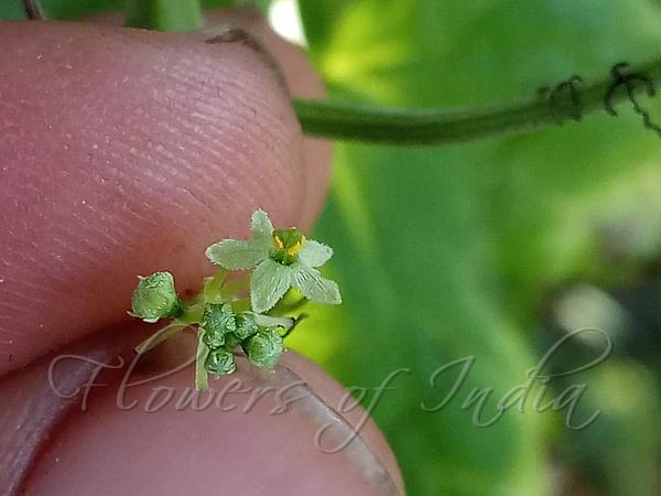 Cherry Bur Cucumber