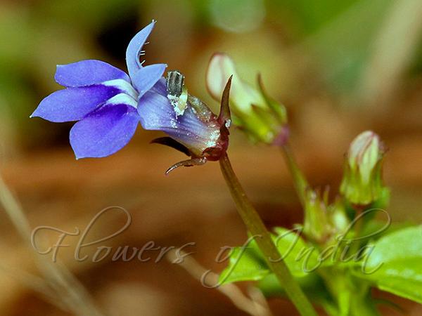 Chickweed Lobelia