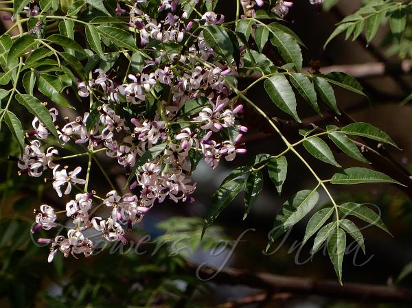 Chinaberry Tree