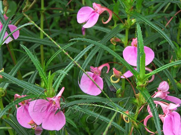 Chinese Balsam