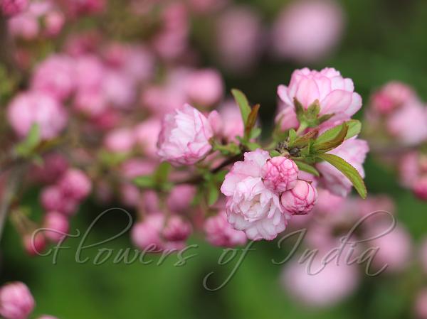 Chinese Bush Cherry