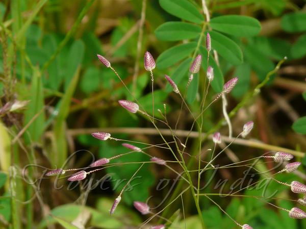 Chinese Lovegrass