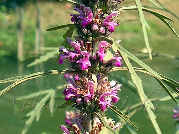 Chinese Motherwort