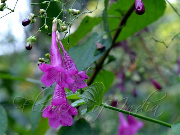Chinese Rain Bell