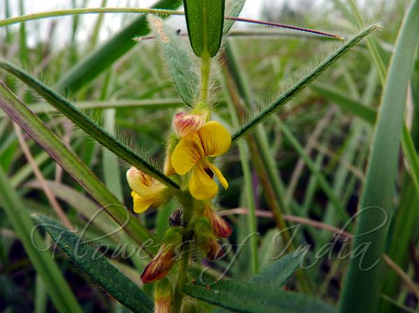 Chinese Sand Pea