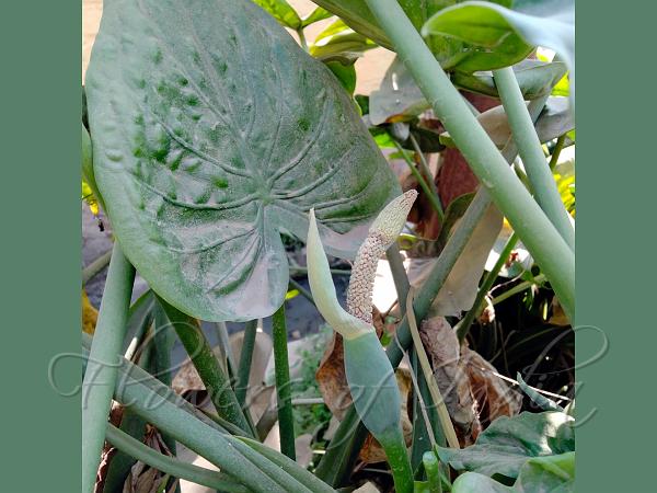 Chinese Taro