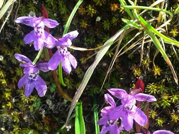 Chusua Orchis