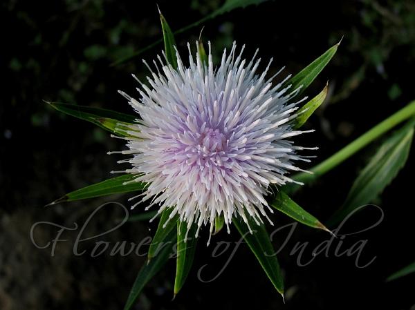 Clasping-Leaf Camel Thistle