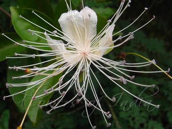 Cleghorn Caper