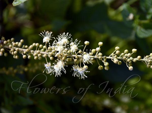 Climbing Croton