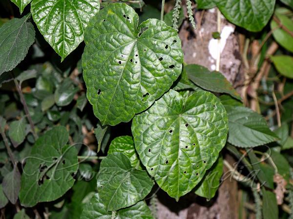 Climbing Rough-Leaf