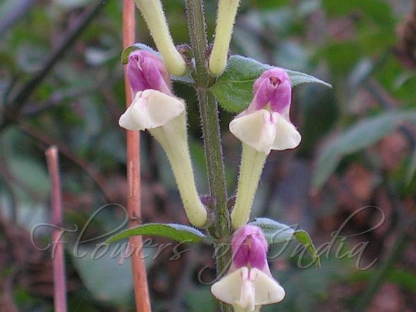 Climbing Skullcap