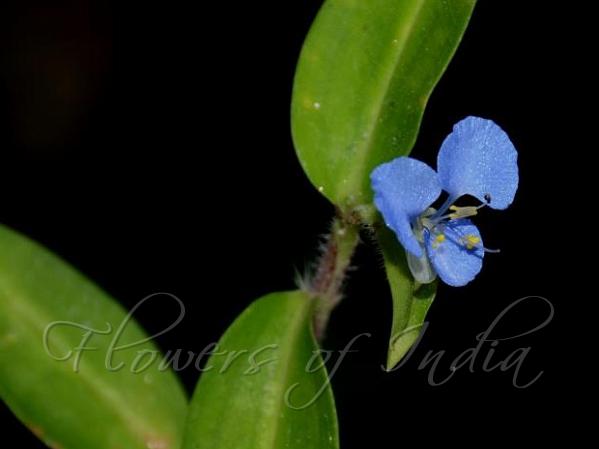 Closed-Pod Dayflower