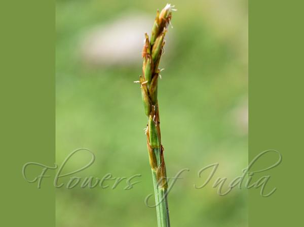 Club-Spike Sedge