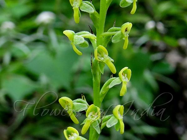 Club-Tail Habenaria