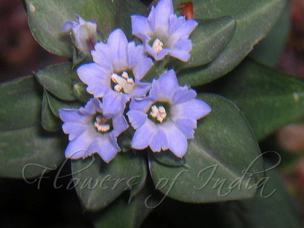 Clustered Gentian