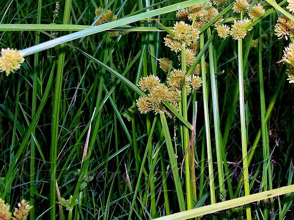 Clustered Sedge