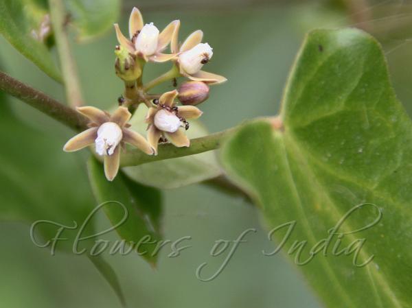 Coated Swallow-Wort