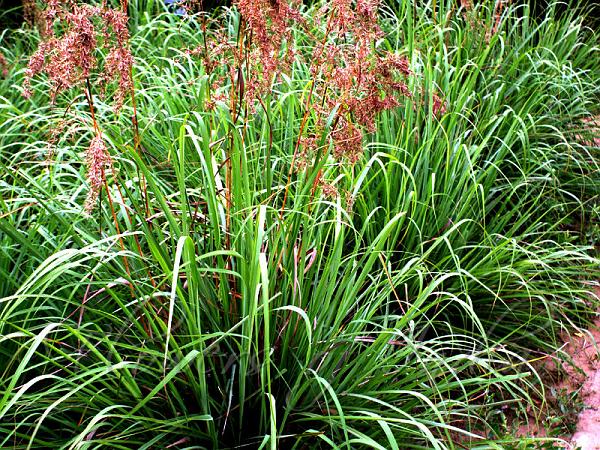 Cochin Grass