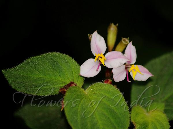 Colorful Sonerila