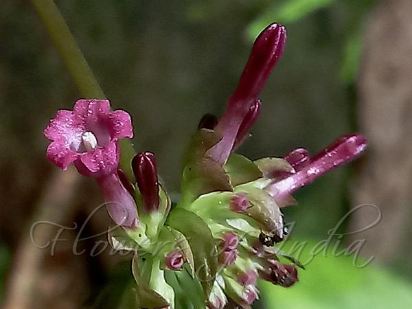 Comb Snake Root