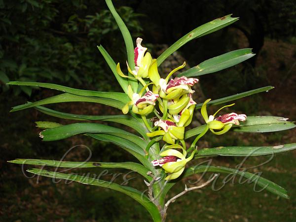 Comb Vanda