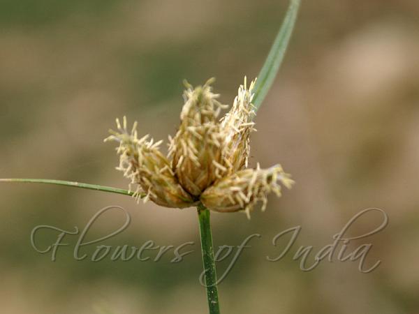 Common Clubrush