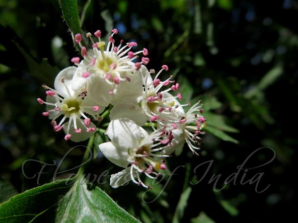Common Hawthorn