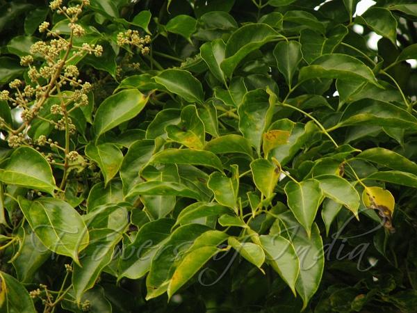 Common Ivy Palm