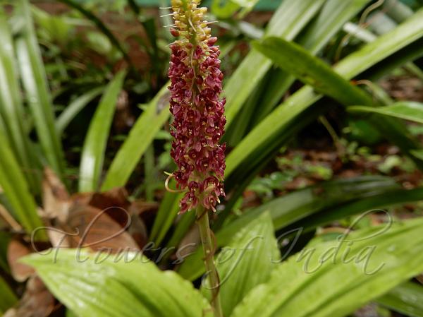 Common Snout Orchid