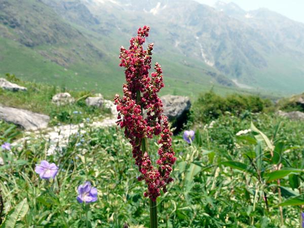 Common Sorrel