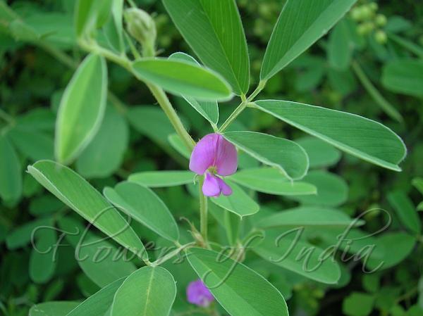 Common Tephrosia