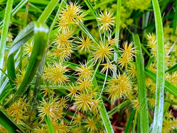 Compact Sedge