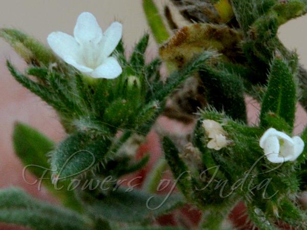 Corn Gromwell