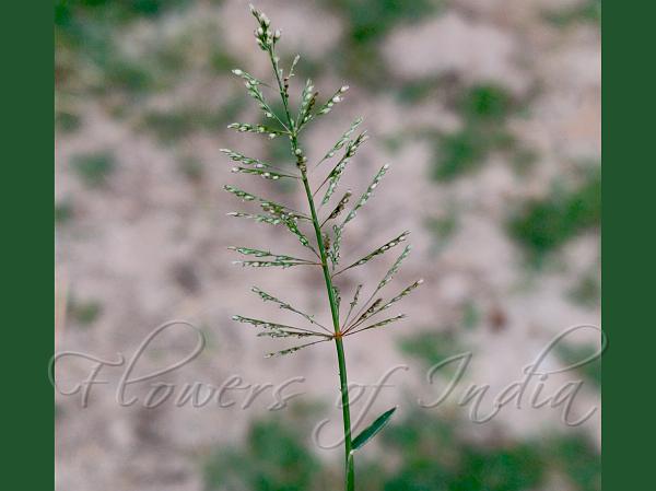Coromandel Dropseed