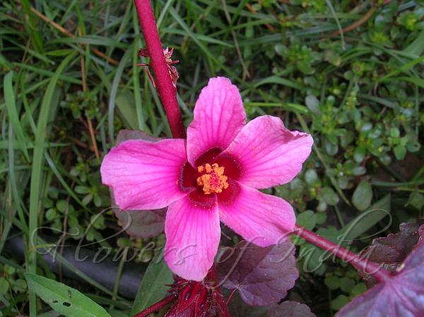 Cranberry Hibiscus