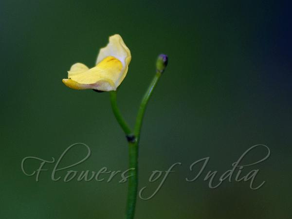 Creeping Bladderwort