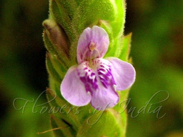 Creeping Rungia
