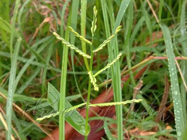 Creeping Signal Grass