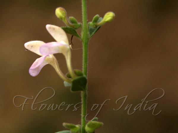Creeping Skullcap