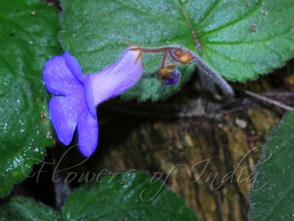 Creeping Stone Flower