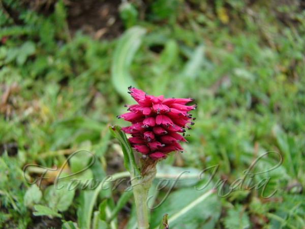 Crimson Knotweed